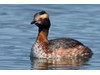 Photo of Podiceps auritus